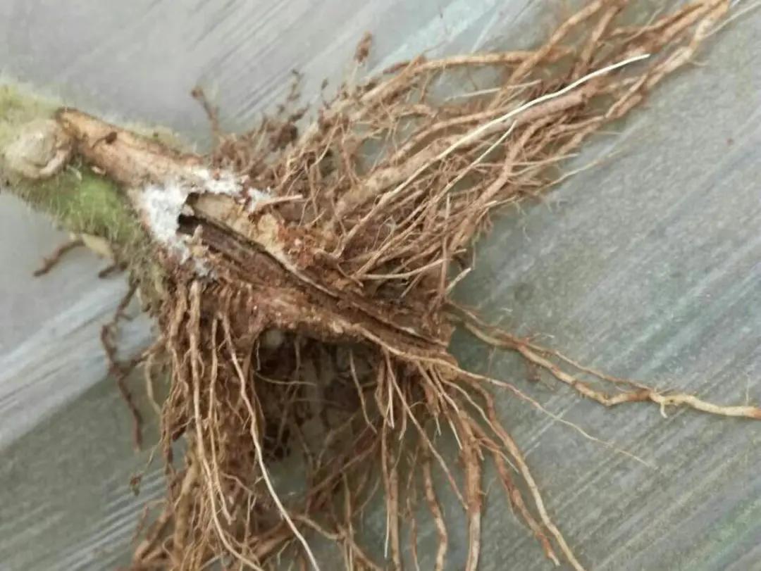 番茄根部病害多，个个都很厉害，如何来识别？如何来防治？
