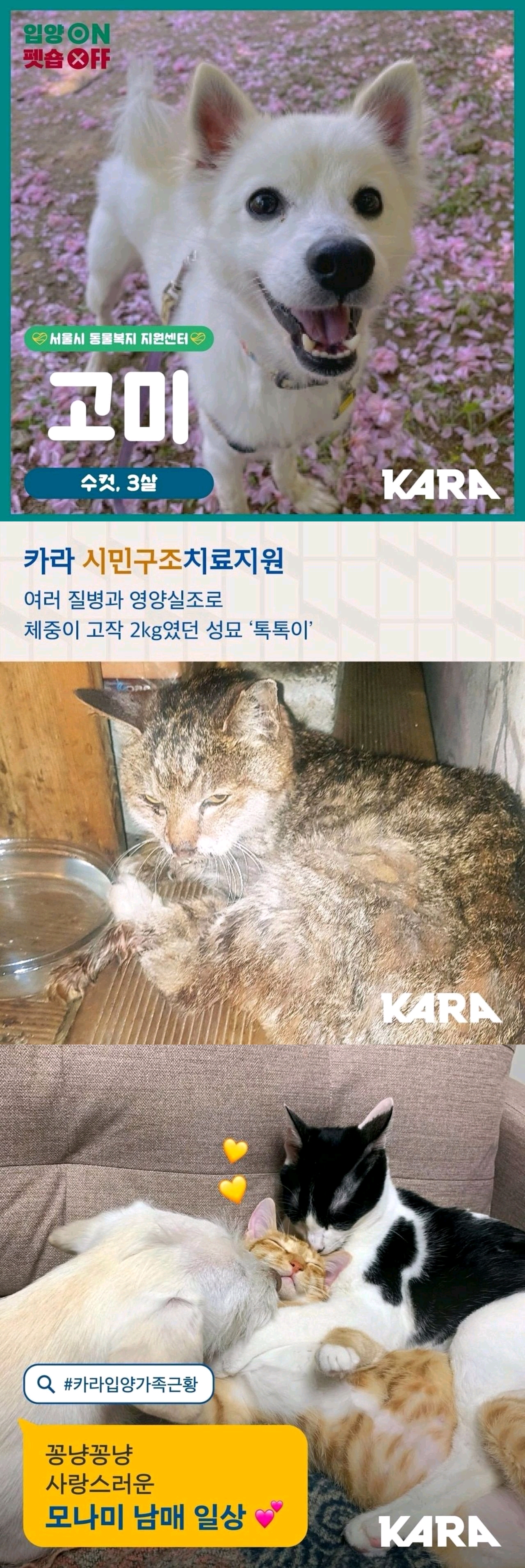 因為金希澈不推薦領養遺棄犬發言，LISA花錢買的動物也成熱議對象