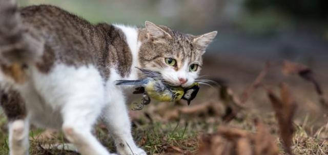 澳大利亚的野猫之患：每天吃掉100万只飞鸟，养猫人竟成绊脚石
