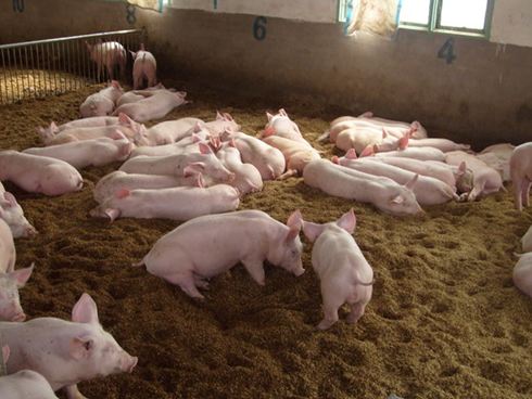 农乐生物 微生物发酵剂可发酵原料种类