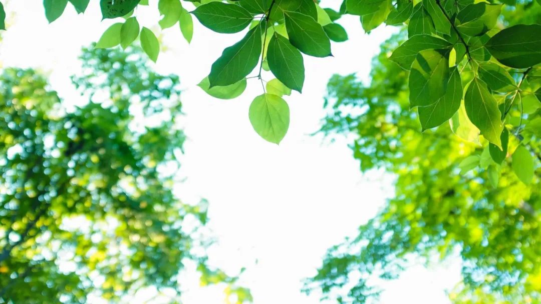 李清照词里的夏日