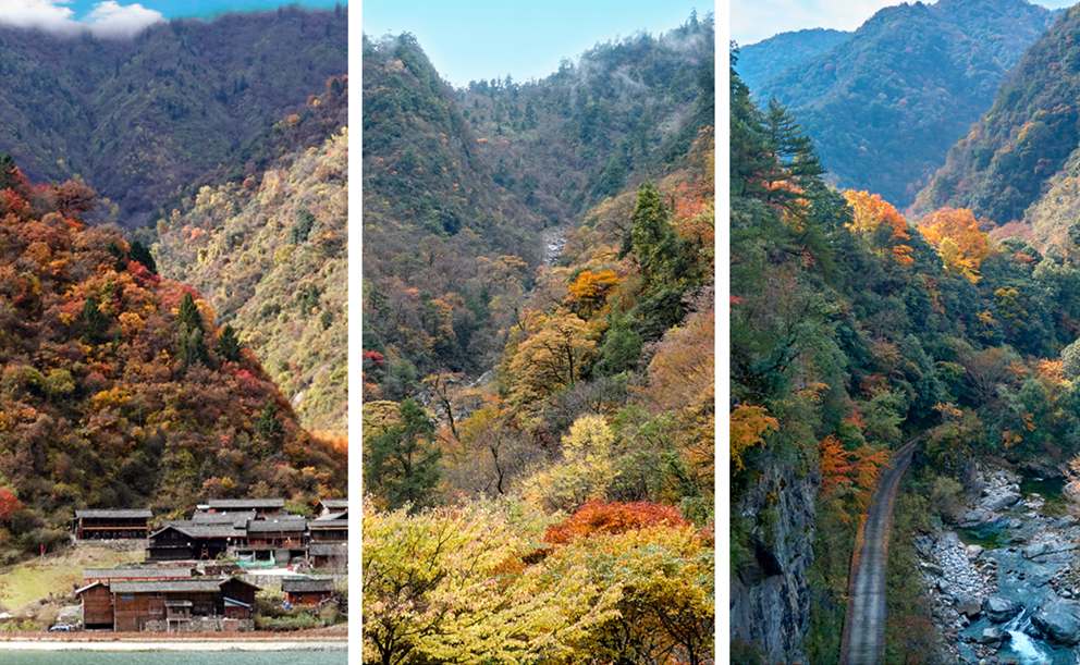 四川|媲美光雾山！平武这条沟，藏着一个惊艳的彩林秘境！