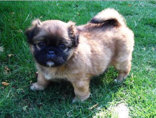 城乡转换，为什么农村养狗的人越来越少？