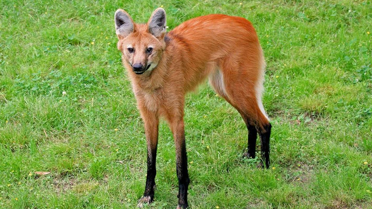 动物科普农村人口中亦正亦邪的猛兽豺狗真的会保护人吗