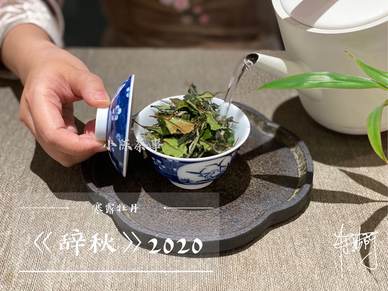 為什么白茶要從壽眉喝起？3個理由，作為入門白茶夠不夠格？