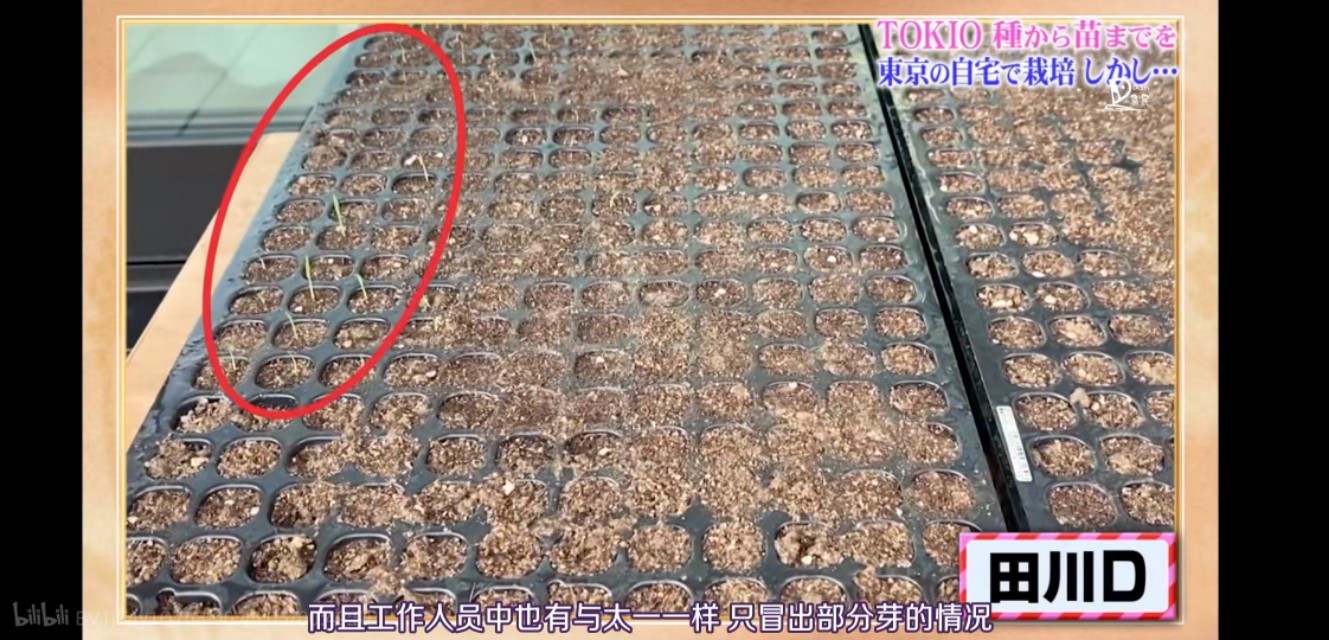 日本人，真会玩儿！这个日本综艺告诉你，如何