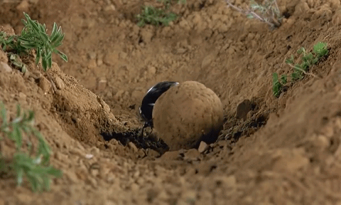 推粪球之前，屎壳郎为什么要跳舞？