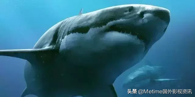 推荐四部跟鲨鱼有关的欧美电影,我最喜欢大白鲨系列
