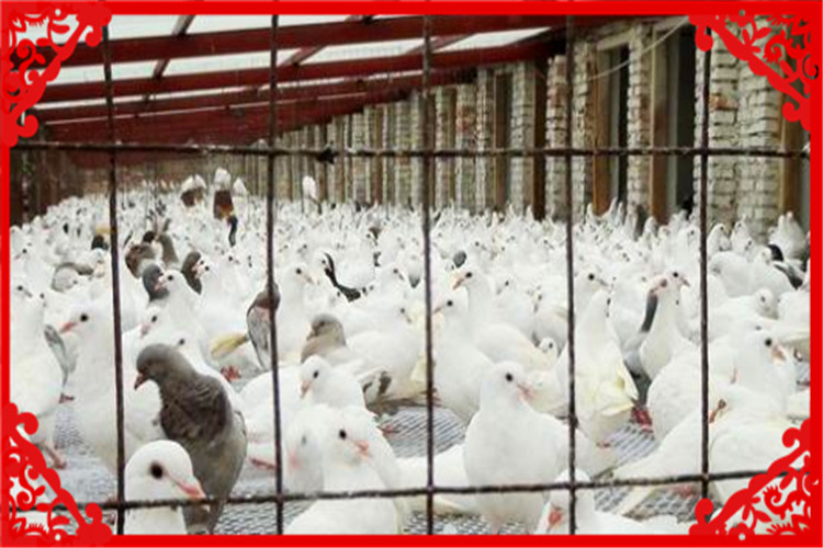 目前在农村，养殖什么风险小、回本快？这几种