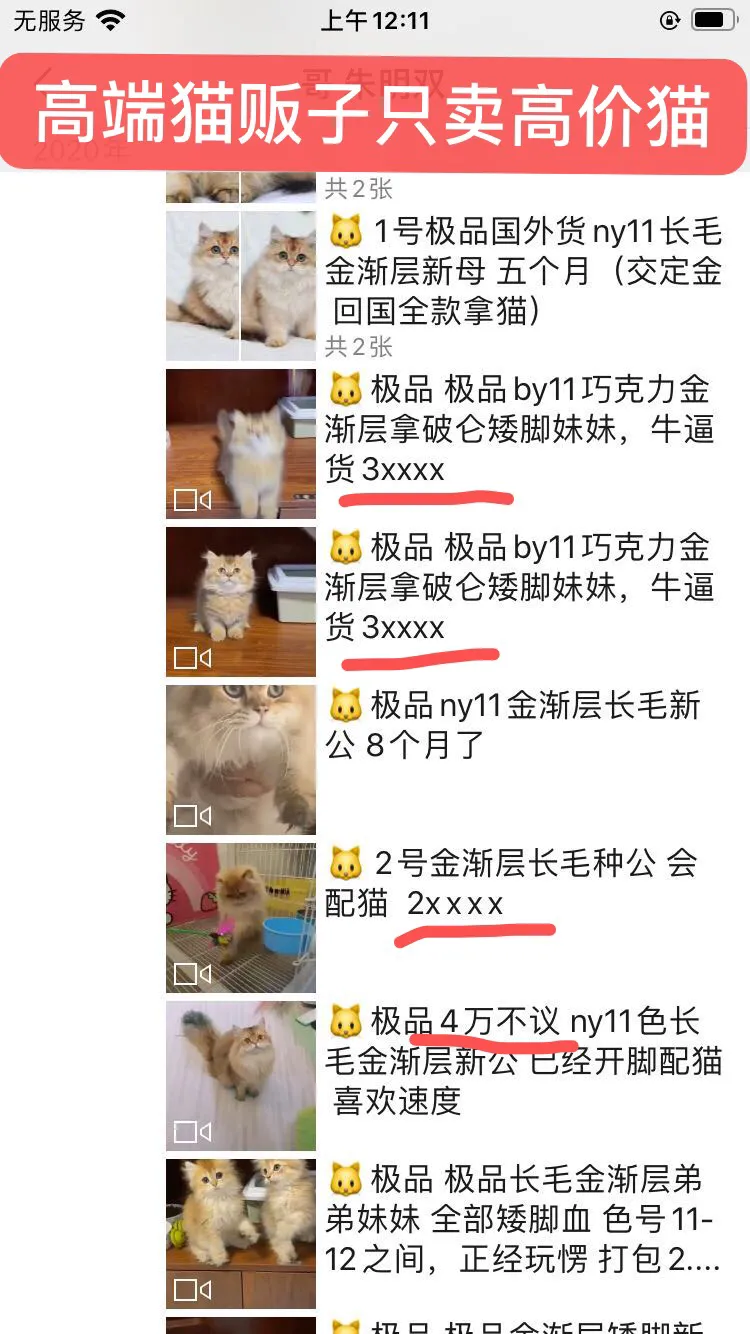 養貓2年賺35萬，這個副業投入少收益大