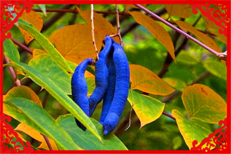 农村种植业，这几个项目前景好、收益高，值得