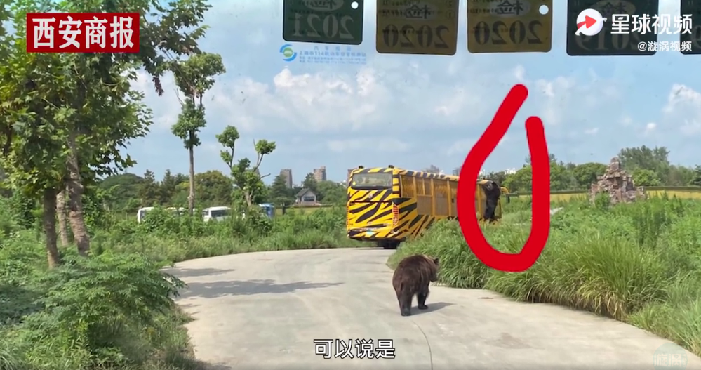 网传上海野生动物园一饲养员遭猛兽撕扯，作人园方：确有此事