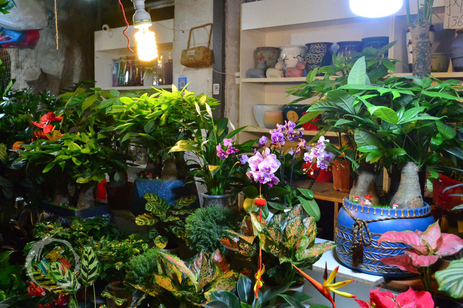 重庆杨家坪花鸟城避坑指南：鲜切花绝不能买，小型动植物品相最好