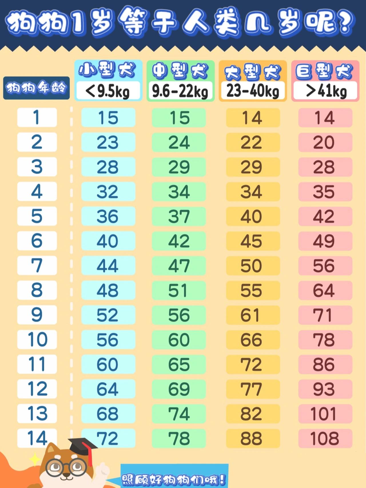 狗狗1岁等于人类几岁 各个年龄阶段需要注意什么 Mp头条