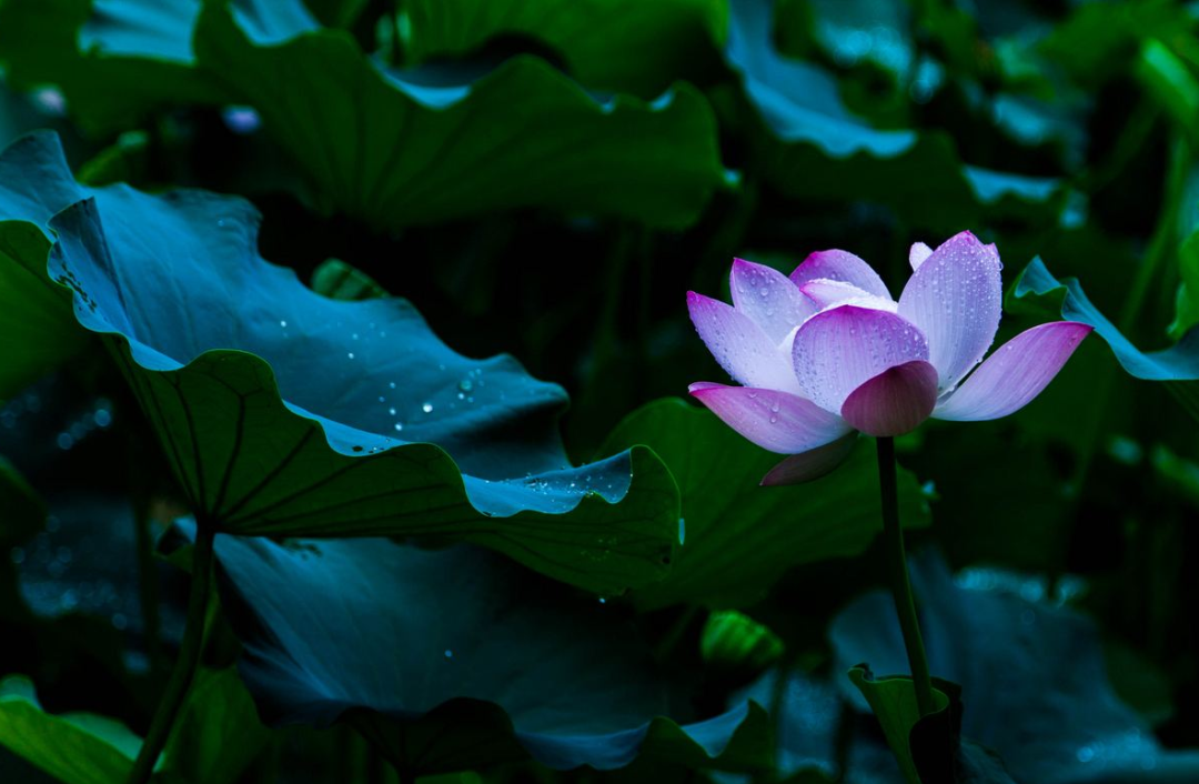 -十三首夏雨诗词，原来夏雨可以这么美，你喜欢哪一首？-第5张图片-非凡网