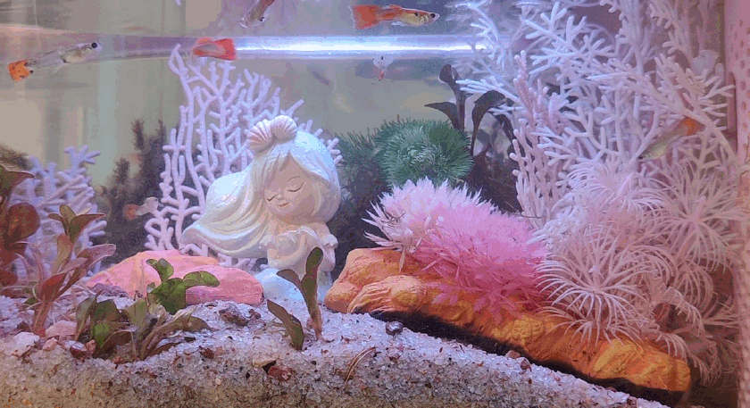 生态设计花鱼共生，画法几何两栖生态鱼缸养鱼更轻松