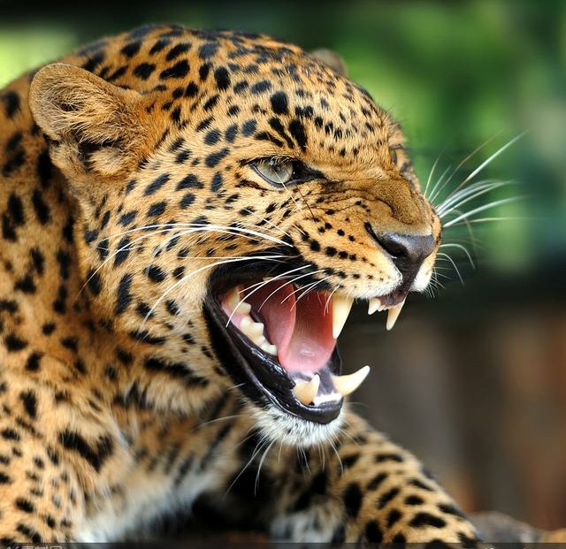 动物趣闻之《醉豹》下篇-第2张图片-大千世界