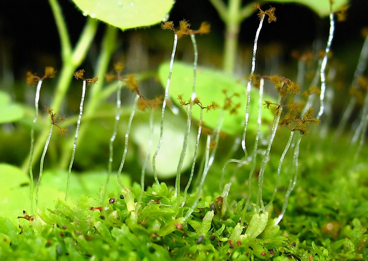 苔蘚——宏大世界中的小小植物