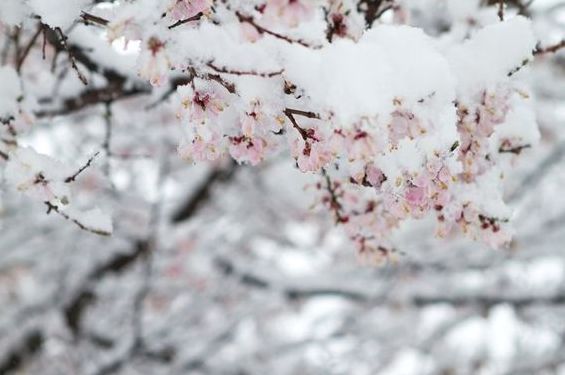 冬日有情还可爱，最美的冬日古诗词-第17张图片-诗句网