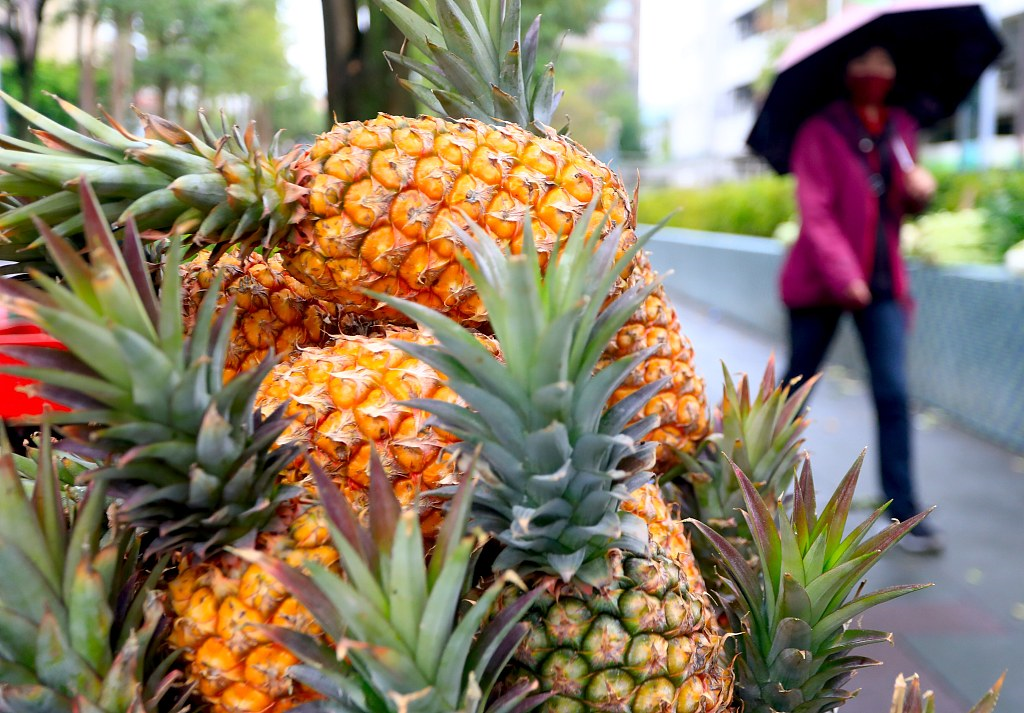 國台辦記者會，台灣菠蘿被連問7次！