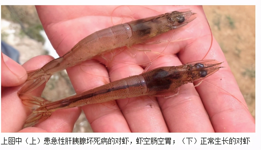 南美白对虾养殖病害及防治措施