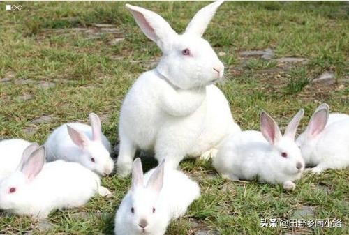 兔子養殖技術重點，告訴你如何養好兔？