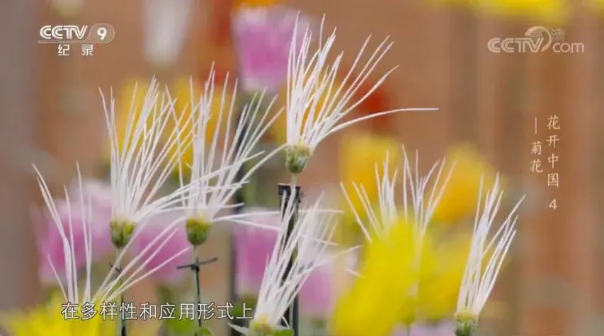 原来“花”也是一种对话，这部纪录片如何记录