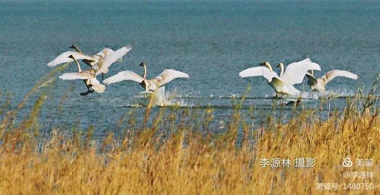寒烟轻笼，白鹤戏水，民勤石羊河国家湿地公园宛如仙境一般