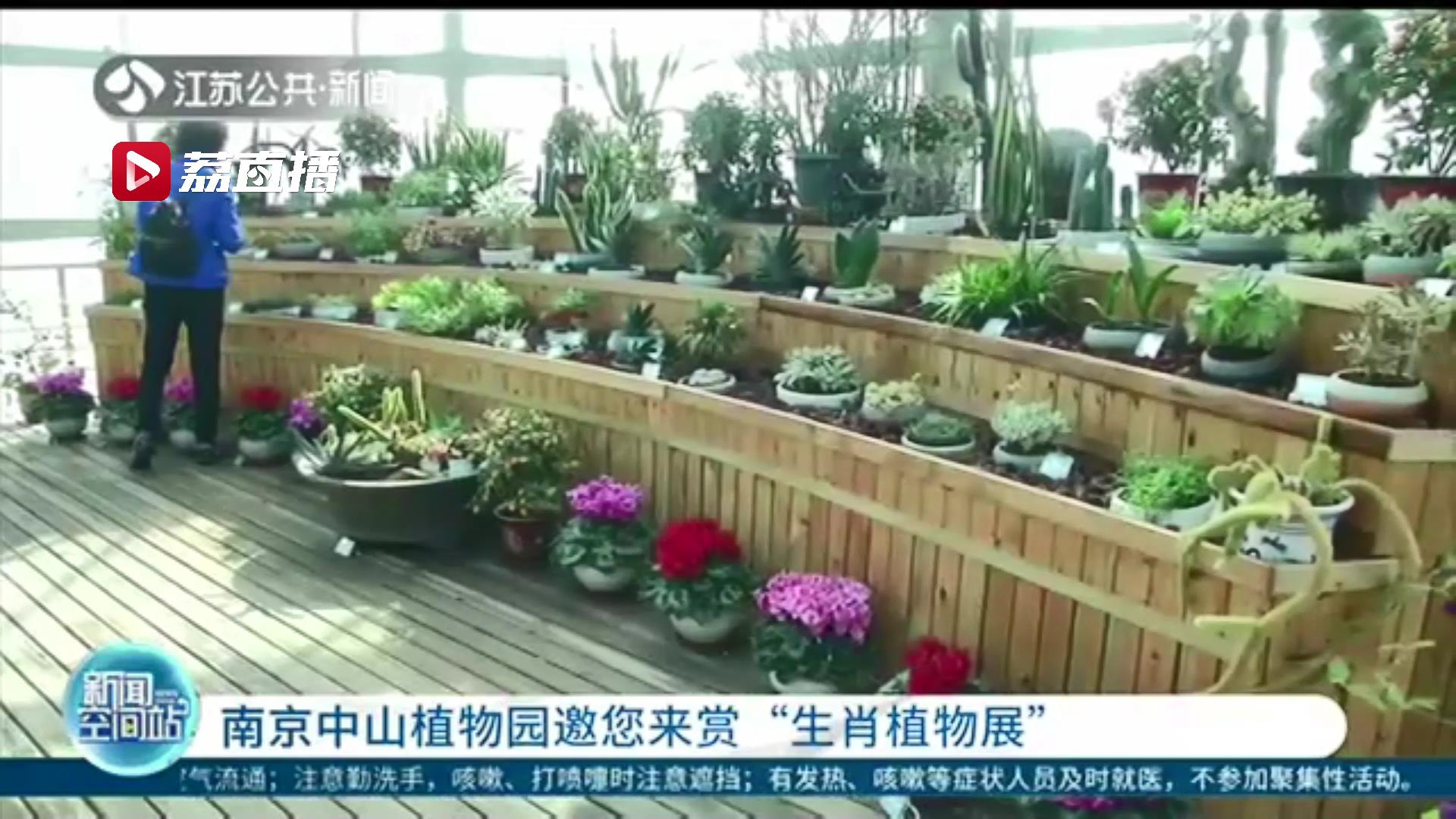 今年大不同 十二生肖植物一起登场！南京中山植物园邀您来赏&ldquo;生肖植物展&rdquo;