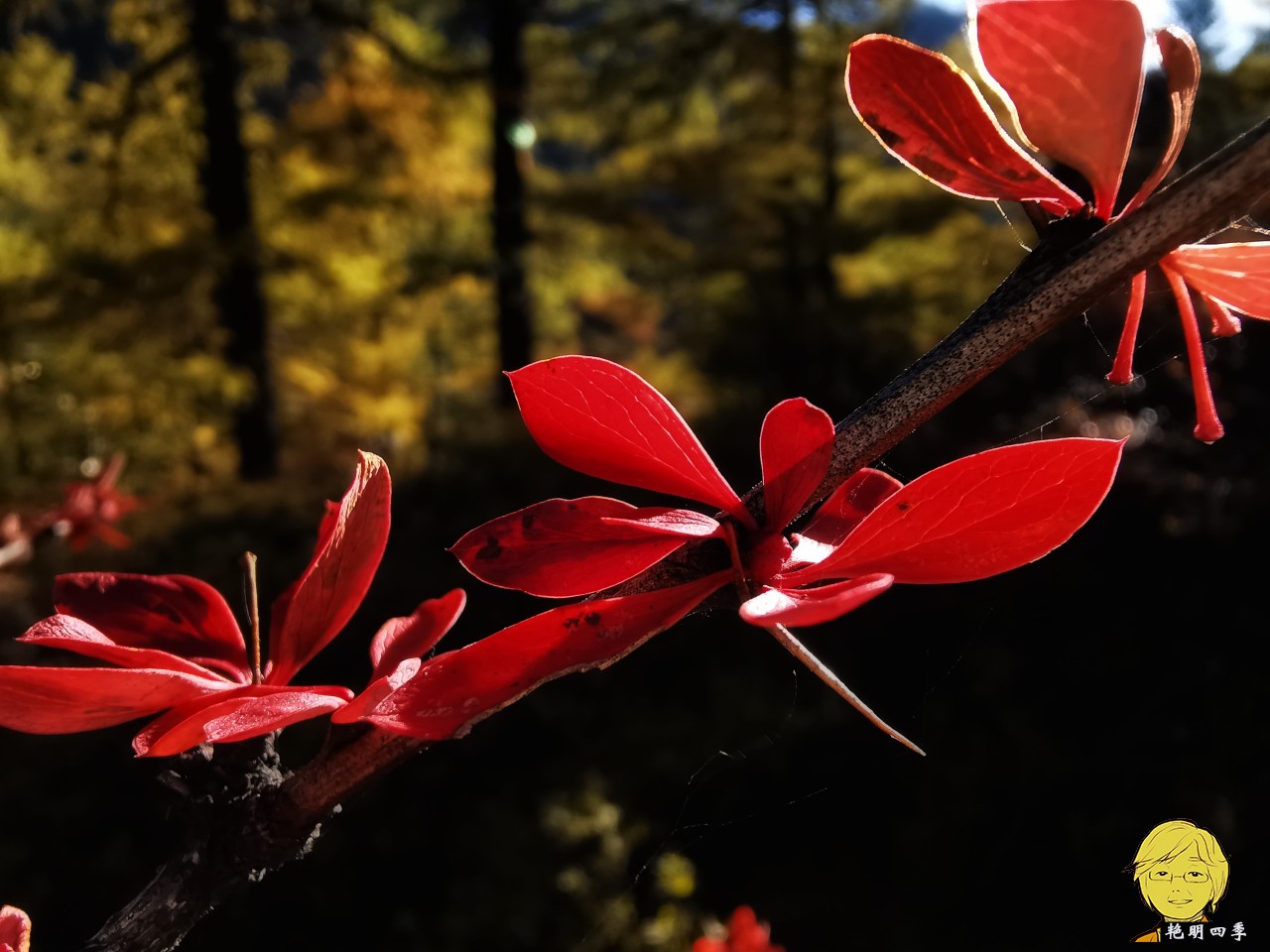 The golden autumn is here again, if you want to go to Aden, Daocheng, you should set off
