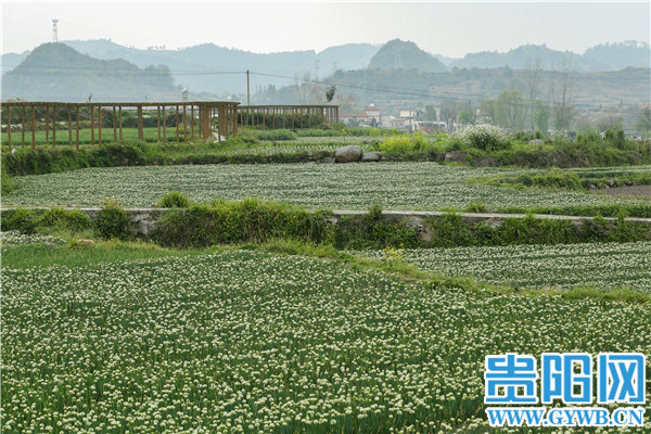 Guiyang: The person is diligent spring come early, green " sweet " the right season or time