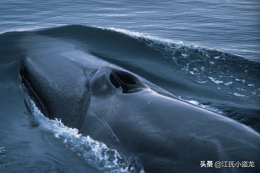鲸鱼的鼻孔怎么跑到头顶上的？
