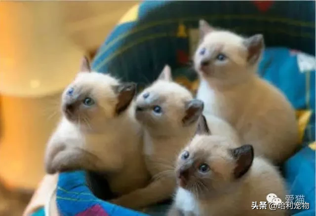為什么暹羅貓會越長越黑？