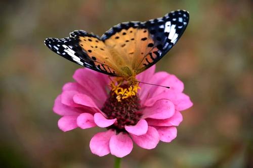 一只蝴蝶的爱情-第1张图片-诗句网