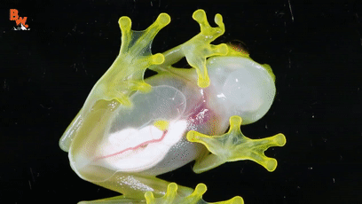 透過皮膚一眼就能看到內髒，這6種透明生物毫無隱私可言