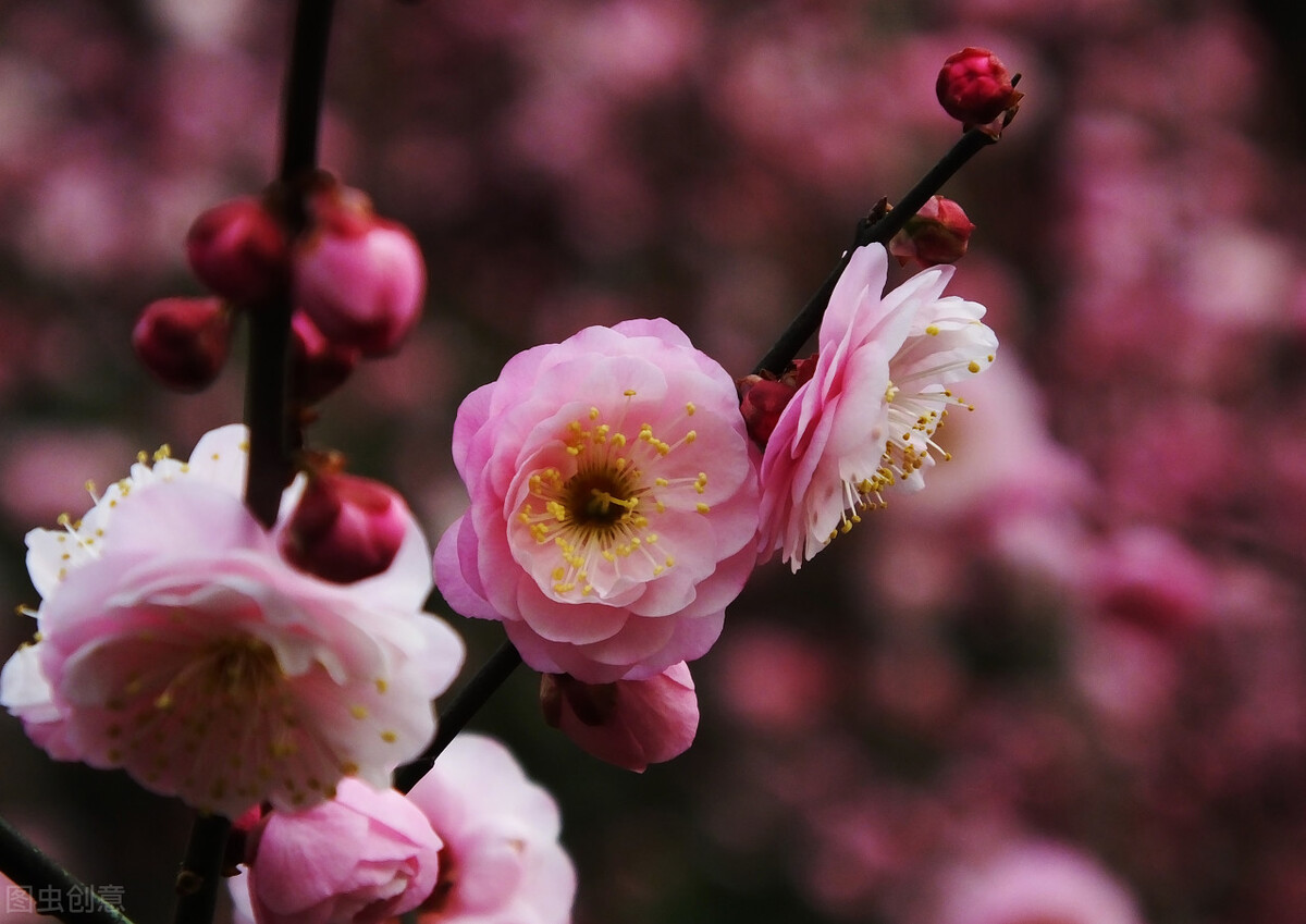 正月花神 梅花 三 红梅类杏 蜡梅非梅 资讯咖