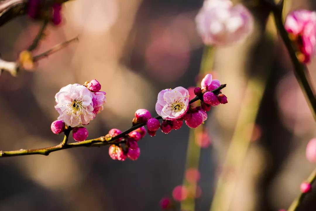 容易混淆成桃花的杏花，到底有何區別？