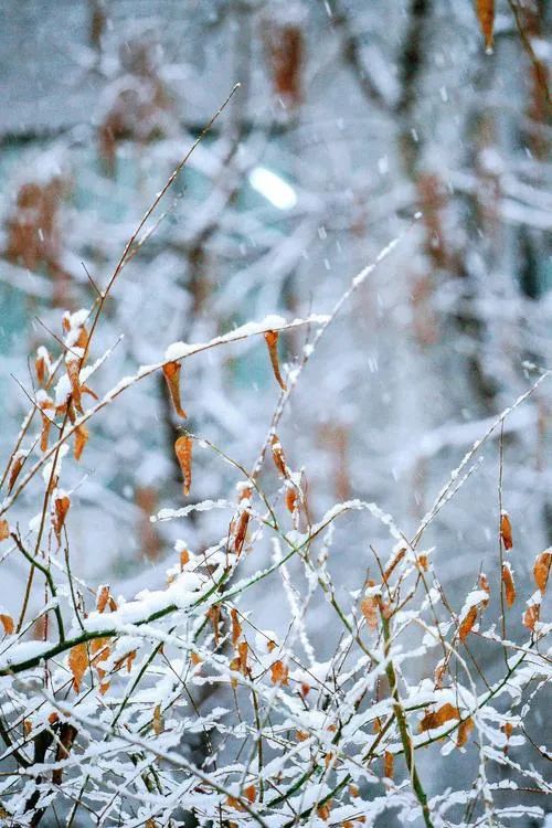 初雪来袭，关于雪的古诗美了整个冬天-第20张图片-诗句网