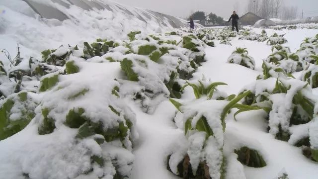 巴西迎来罕见降雪，老人：活62年第一次见到雪，地球将迎来冰期？