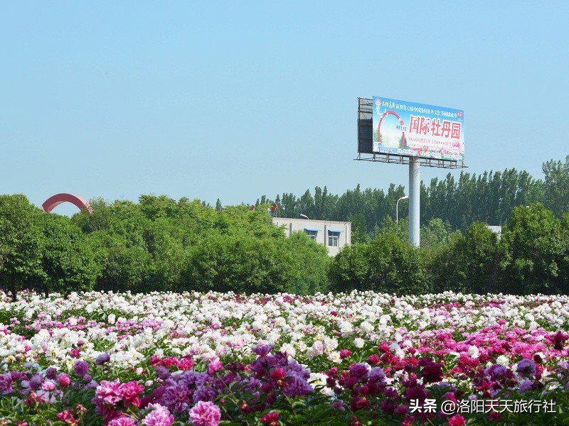 4月下旬洛阳市区牡丹园推荐，国际牡丹园，为什么能晚开花？