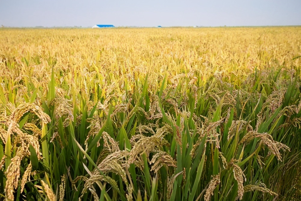 什麽是海水稻？中國人在迪拜種水稻，讓沙漠變糧倉？