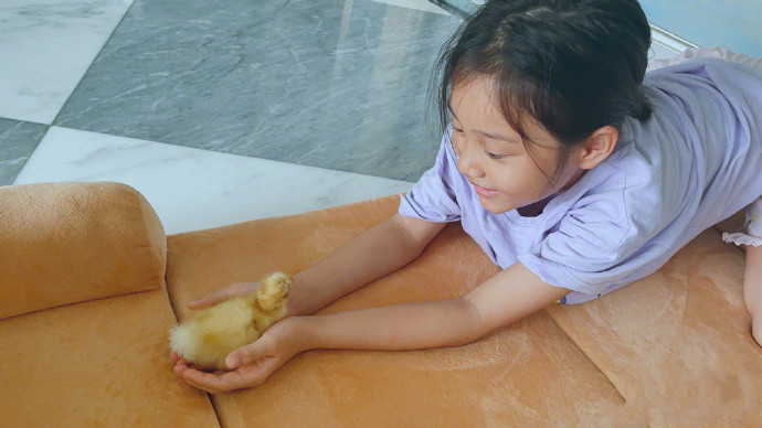 甜馨在家养小鸭子，当起了鸭妈妈，捧着小鸭子睡觉