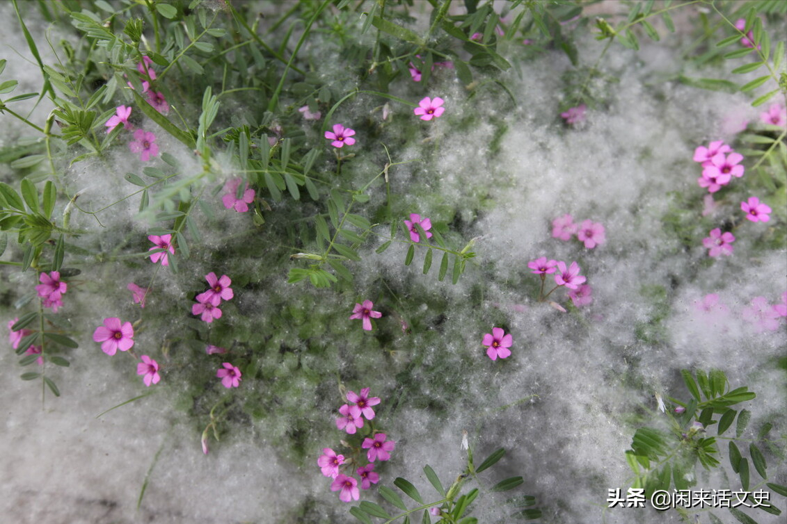 百花开过，草长莺飞，春天渐行渐远，读读写暮春的四首经典唐诗-第3张图片-诗句网