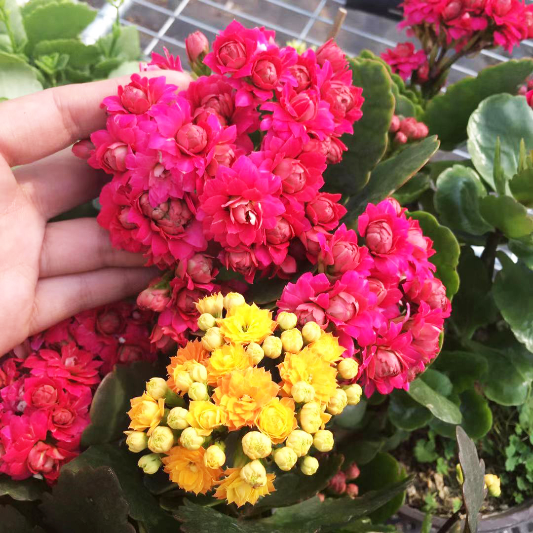 4種“老人花”，養一盆健康長壽，寓意好，空氣清新，睡覺香