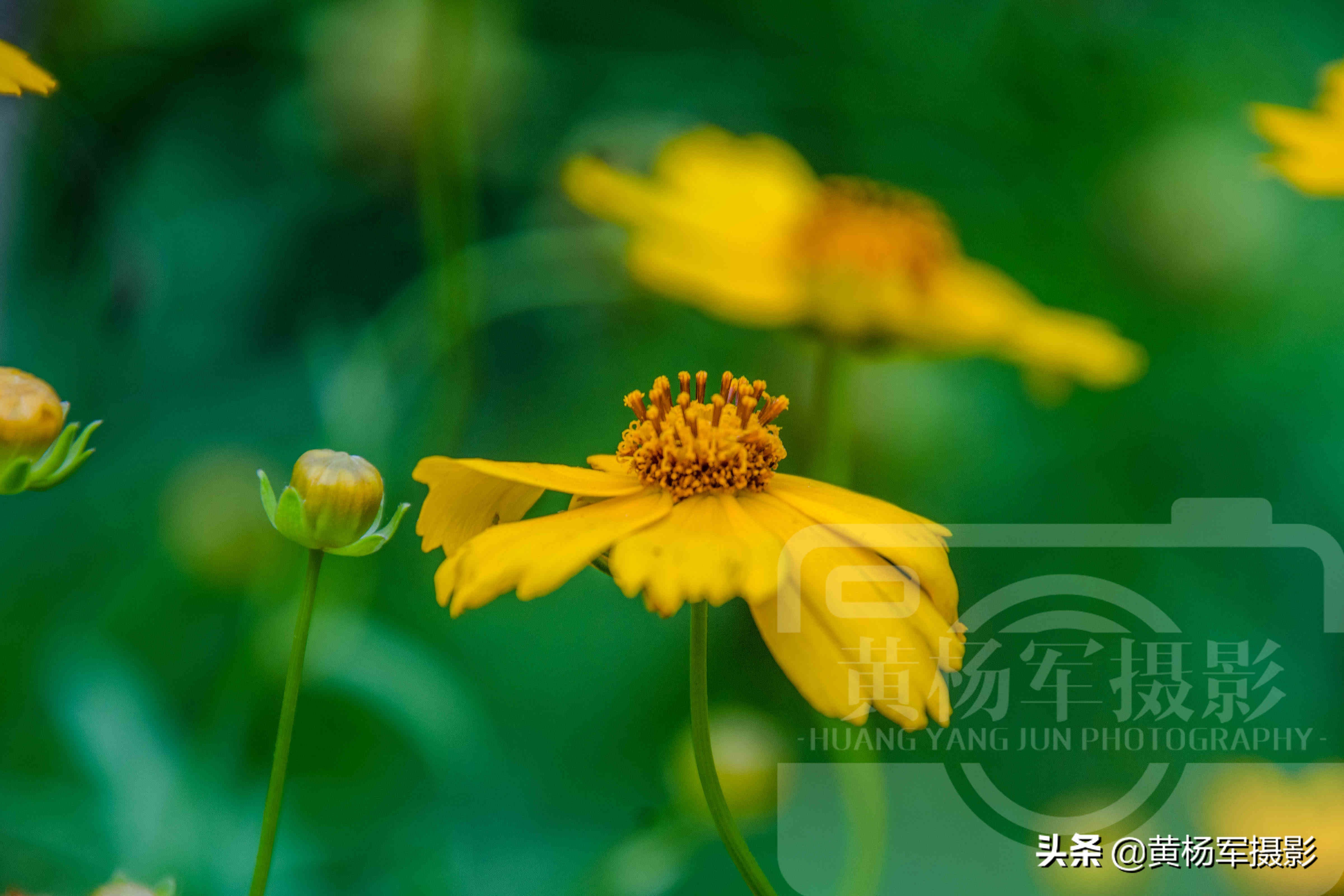 夏日盛开美如画的金鸡菊 金黄的花朵惹人爱 花繁叶茂的菊科植物 资讯咖