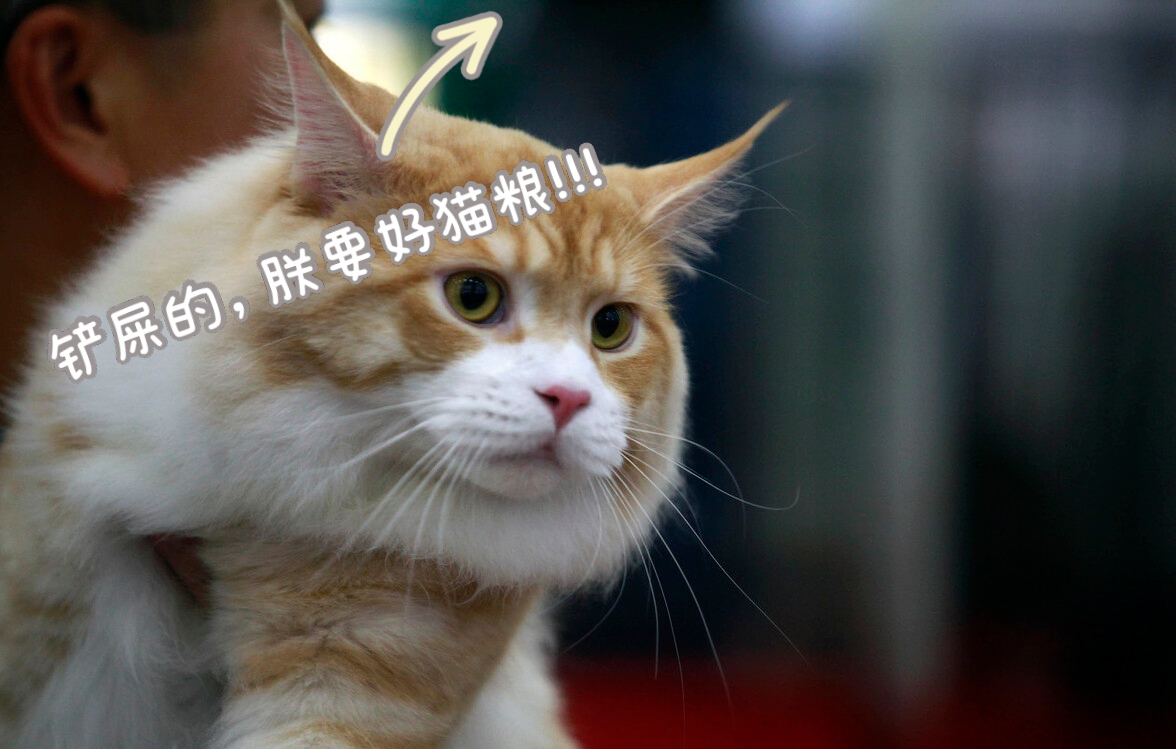 折耳貓的一生，都在疼痛中度過，身為貓，卻不能做正常的貓