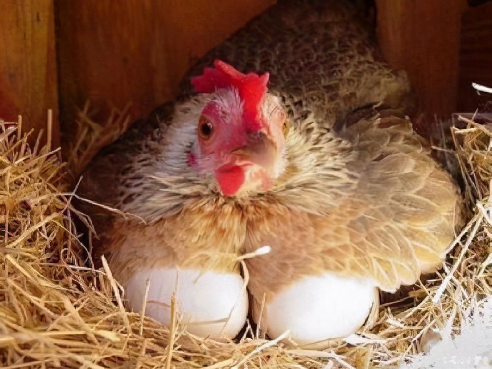 鸡为什么365天都在下蛋？而且未受精，人类利用了鸡的bug