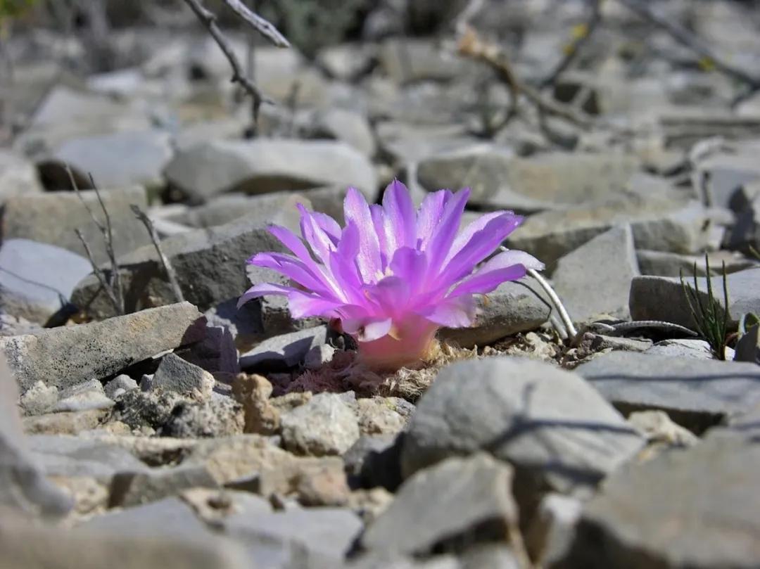 龜甲牡丹——Living Rocks（活著的石頭）