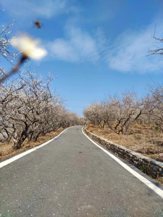 福建省上杭县：梅花开 暗香来
