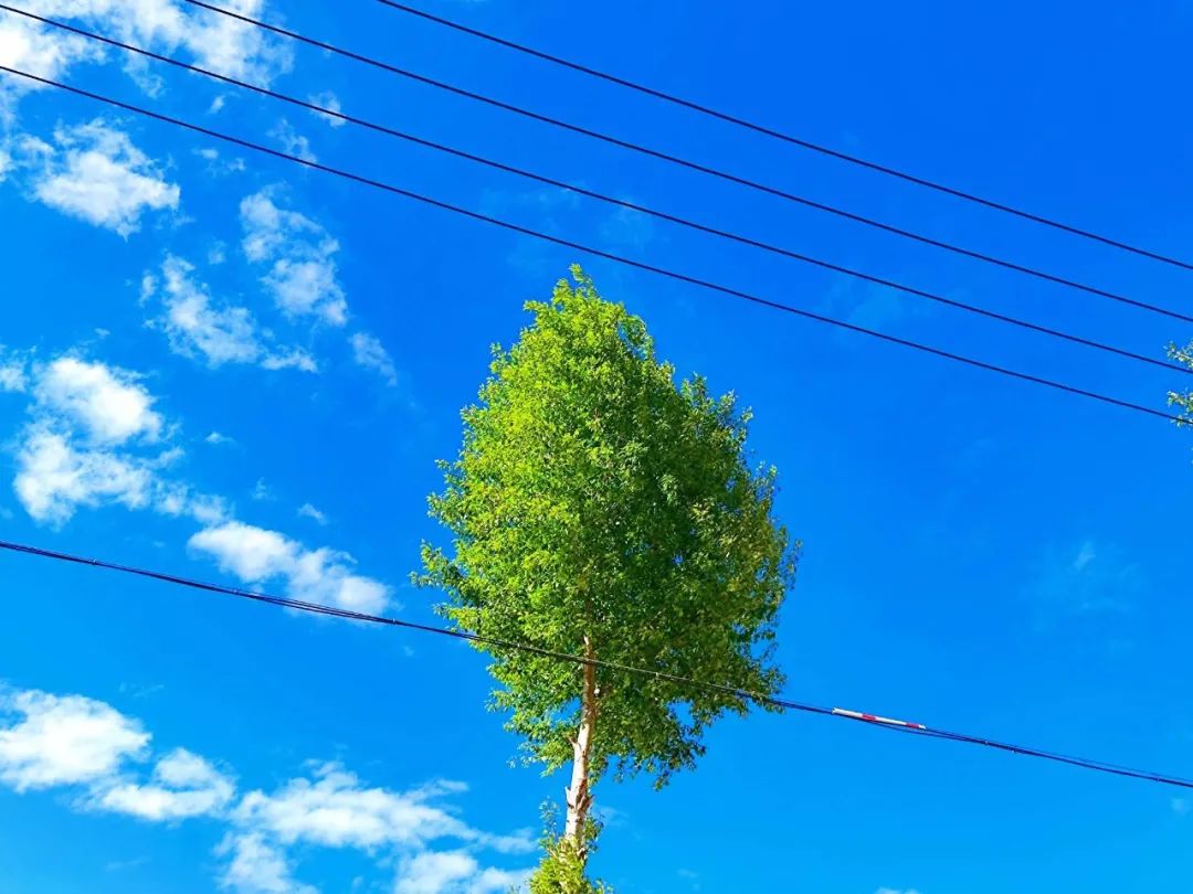 【重点工作观摩进行时】临潭的夏天，是这样的